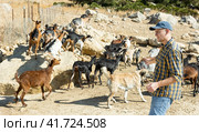 Breeder watching herd of goats walking to feedlot outdoors. Стоковое фото, фотограф Яков Филимонов / Фотобанк Лори