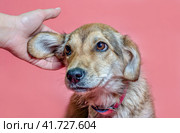 female hand scratches overbred puppy ear. Стоковое фото, фотограф Артем Курутин / Фотобанк Лори