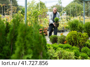 Elderly man holds a pot of Goldcrest Vilma cupressus in his hands at the bazaar. Стоковое фото, фотограф Татьяна Яцевич / Фотобанк Лори