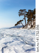 Winter landscape with beautiful spreading pine trees and hummocky ice field with pieces of transparent thin ice on shore of frozen Baikal Lake near Goloustnoye village on January day. Natural background. Стоковое фото, фотограф Виктория Катьянова / Фотобанк Лори