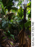 Palm forest of Vallee de Mai, Praslin island, Seychelles. Стоковое фото, фотограф EugeneSergeev / Фотобанк Лори