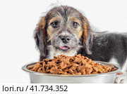 shaggy puppy mongrel with a bowl of dry food. Стоковое фото, фотограф Артем Курутин / Фотобанк Лори