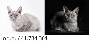 two cats on a black and white background. Стоковое фото, фотограф Артем Курутин / Фотобанк Лори