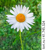 Beauty white daisy flower. Стоковое фото, фотограф Андрей Зык / Фотобанк Лори