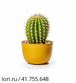 Single cactus in a yellow pot on a white background. Стоковое AI-изображение, AI-художник Евгений Харитонов / Фотобанк Лори
