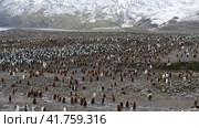 A giant King Penguin Colony at Gold Harbour, South Georgia Island. Стоковое видео, видеограф Vladimir / Фотобанк Лори