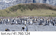 A giant King Penguin Colony at Gold Harbour, South Georgia Island. Стоковое видео, видеограф Vladimir / Фотобанк Лори