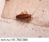 A cockroach stuck to sticky paper. Home of the harmful insect. Стоковое фото, фотограф Олег Тараканов / Фотобанк Лори
