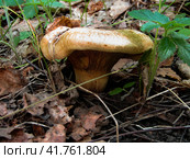 Маленький гриб, свинушка, на лесной подложке. Paxillus mushroom on the forest floor. Стоковое фото, фотограф Александр Кузнецов / Фотобанк Лори