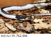 Змея Сиамская плюющаяся кобра Indo-Chinese Spitting Cobra. Стоковое фото, фотограф Галина Савина / Фотобанк Лори