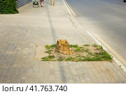 Пень от сгнившего дерева на тротуаре. Стоковое фото, фотограф Роман Лукьянов / Фотобанк Лори