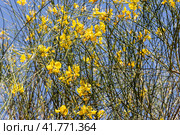 Yellow flowers Spartium or genus with green leaves grows in a garden in summer. Стоковое фото, фотограф Татьяна Куклина / Фотобанк Лори