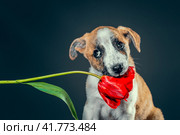 piebald puppy keeping in teeth a tulip flower at dark background. Стоковое фото, фотограф Артем Курутин / Фотобанк Лори