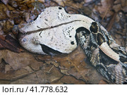 Змея Западно-Габонская гадюка West Africfn Gaboon Viper. Стоковое фото, фотограф Галина Савина / Фотобанк Лори