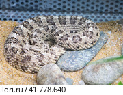 Змея Рогатый гремучник Sidewinder. Стоковое фото, фотограф Галина Савина / Фотобанк Лори