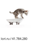 small gray kitten in a vintage bath on a white background. Стоковое фото, фотограф Артем Курутин / Фотобанк Лори