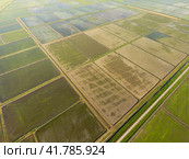 The rice fields are flooded with water. Flooded rice paddies. Agronomic methods of growing rice in the fields. Стоковое фото, фотограф Леонид Еремейчук / Фотобанк Лори