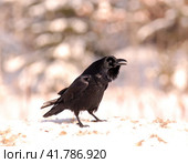 Ворон (Corvus corax) Стоковое фото, фотограф EgleKa / Фотобанк Лори
