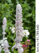 Цветущий чистец византийский - Stachys byzantina. Стоковое фото, фотограф Елена Орлова / Фотобанк Лори