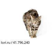 scared cat on a white background. Стоковое фото, фотограф Артем Курутин / Фотобанк Лори