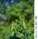 Beautiful close-up of pea pods on a green plant. Selective focus on fresh bright green pea pods on pea plants in the garden. Growing organic peas outdoors. Blurred background. Healthy eating. Стоковое фото, фотограф Александр Кротков / Фотобанк Лори