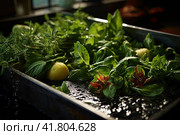 Leaves of raw green herbs are being washed with tap water in a sink. Стоковое AI-изображение, AI-художник Ирина Михайличенко / Фотобанк Лори