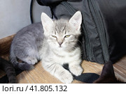 A gray kitten basks in the sun in the room. Стоковое фото, фотограф Аксенова Вера / Фотобанк Лори