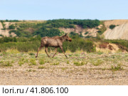 Лось (Alces alces). Бегущая самка лося. Дикое животное в естественной среде обитания. Дикая природа Сибири и Дальнего Востока России. Чукотка, Россия. Арктика. Стоковое фото, фотограф Андрей Степанов / Фотобанк Лори