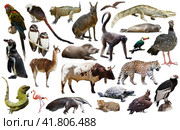 Fauna of South America set. Стоковое фото, фотограф Яков Филимонов / Фотобанк Лори