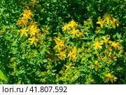 Желтые цветы лекарственного растения зверобой Hypericum perforatum. Стоковое фото, фотограф Любовь Демус / Фотобанк Лори