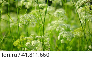 The cow parsley, Anthriscus sylvestris, is an umbelliferous plant. The wild chervil grow in meadow. Kupyr on a summer day, close-up, side view. White flowers on a green background. Стоковое видео, видеограф Марина Демидюк / Фотобанк Лори