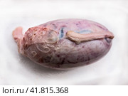 Bull testicles on a white background. Стоковое фото, фотограф Iva Noel / Фотобанк Лори