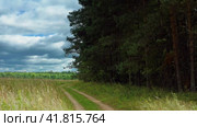 A gravel road in a meadow. Rugged Car Trail, Young and Ancient Pines, Forest Tapestry. Aerial Drone Shot. Стоковое видео, видеограф Даниил Хабаров / Фотобанк Лори