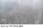 Evaporation of moisture over a winter forest with trees in the snow. Fog on snow-covered nature in a bleak landscape, timelapse. Стоковое видео, видеограф Андрей Журавлев / Фотобанк Лори