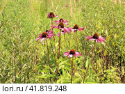 Лекарственное растение эхинацея (лат. Echinacea) или рудбекия пурпурная цветет на опушке леса в летний солнечный день. Стоковое фото, фотограф Наталья Сухорукова / Фотобанк Лори