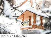The titmouse (Parus major) or the common lapis lazuli (Cyanistes caeruleus) sits in the feeder in winter. Feeding birds on harsh and cold days. Beautiful diffused light and glare from the sun. Стоковое фото, фотограф Photojuli / Фотобанк Лори