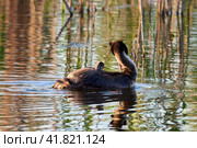 The great crested grebe swims with the chick on the back. Стоковое фото, фотограф Владимир Глинский / Фотобанк Лори