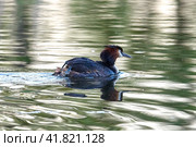 The great crested grebe swims with the chick on the back. Стоковое фото, фотограф Владимир Глинский / Фотобанк Лори