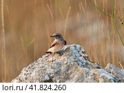 The pied wheatear Oenanthe pleschanka is a wheatear, a small insectivorous passerine bird. Стоковое фото, фотограф Владимир Глинский / Фотобанк Лори