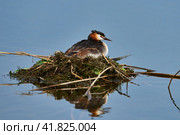 Great crested grebe (Podiceps cristatus) on a swimming nest incubate eggs. Стоковое фото, фотограф Владимир Глинский / Фотобанк Лори