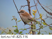 Red-backed shrike Lanius collurio. Female. Стоковое фото, фотограф Владимир Глинский / Фотобанк Лори