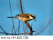 Red-backed shrike Lanius collurio. Male with prey. Стоковое фото, фотограф Владимир Глинский / Фотобанк Лори