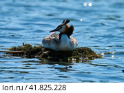 Great crested grebe (Podiceps cristatus) on a swimming nest incubate eggs. Стоковое фото, фотограф Владимир Глинский / Фотобанк Лори