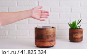 Woman gardener pours coconut chips for planting a houseplant in a pot, home interior. Female hands pour coconut flakes into a flower pot to fertilize the soil, white brick wall background. Стоковое видео, видеограф Андрей Журавлев / Фотобанк Лори