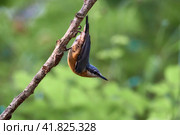 Eurasian nuthatch or wood nuthatch (Sitta europaea) is a small passerine bird found throughout the Palearctic and in Europe, where its name is the nuthatch. Стоковое фото, фотограф Владимир Глинский / Фотобанк Лори
