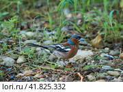 ?haffinch. Male. (Fringilla coelebs). ?ommon and widespread small passerine bird in the finch family. Стоковое фото, фотограф Владимир Глинский / Фотобанк Лори