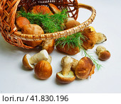 Basket with porcini mushrooms. Стоковое фото, фотограф Олег Жуков / Фотобанк Лори