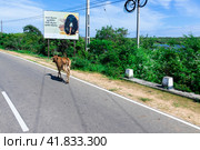Safari in Sri Lanka National Park. Стоковое фото, фотограф Олег Молчанов / Фотобанк Лори