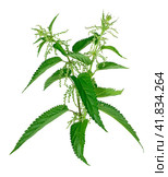 Stinging nettle isolated on white background. Стоковое фото, фотограф Катерина Ковалева / Фотобанк Лори