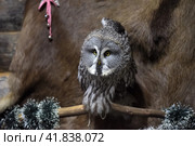 Gray owl. Стоковое фото, фотограф Анна Кривицкая / Фотобанк Лори
